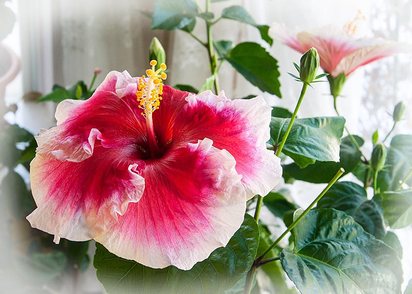 Two Pink Hibiscus